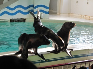 Show of otaria in Otaru Aquarium