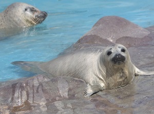 Spotted seals