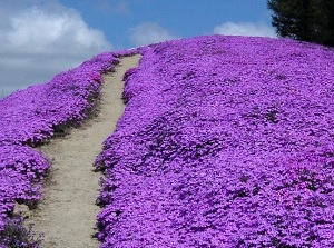 Higashimokoto Shibazakura Park 2