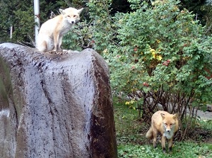 Ezo red foxes