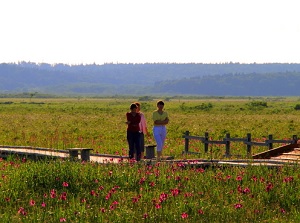 Wild flowers in Kiritappu Wetland