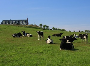 Yachiyo Farm