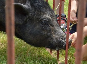 Cow in Yachiyo Farm