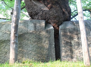 Ishiwarizakura breaking a rock