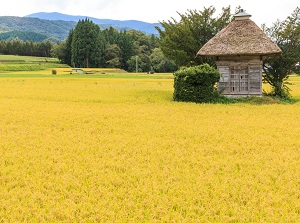 Aragami shrine in autumn