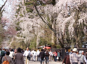 Shidare-zakura in the street of samurai town