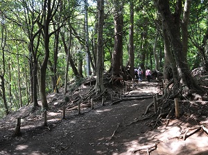 Trail 1 to Mt.Takao