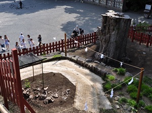 Regenerating ginkgo tree