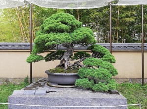 A bonsai