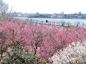 Lake Senba