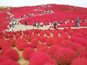 Kochia in Hitachi Seaside Park