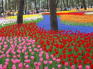 Tulip in Hitachi Seaside Park