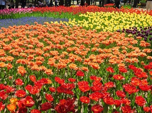 Poppy in Hitachi Seaside Park