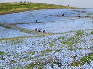 Nemophila in Hitachi Seaside Park