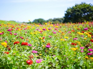 Zinnia in Hitachi Seaside Park