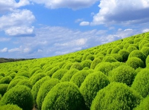 Green Kochia in Hitachi Seaside Park