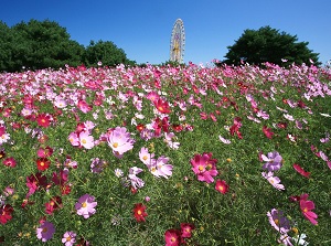 Cosmos in Hitachi Seaside Park