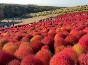 Red Kochia in Hitachi Seaside Park