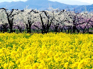 Scenery around Obuse town in spring