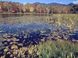 Hasuike in Shiga highland