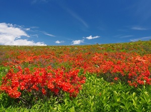 Japanese azalea in Kirigamine