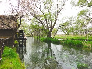 Water mill in Daio Wasabi Farm