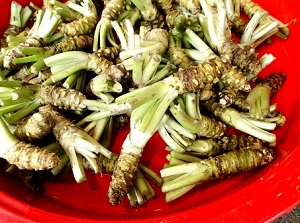 Harvested wasabi