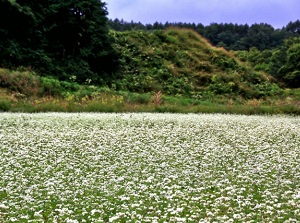 Buckwheat field in Kaida highland