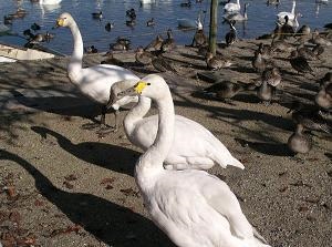 Wild swans and ducks in Lake Hyo