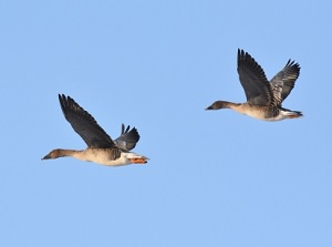 Bean gooses in Fukushimagata