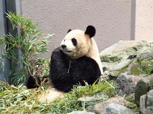 Giant panda in Adventure World