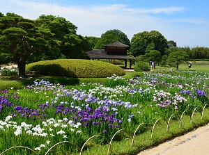 Korakuen in early summer