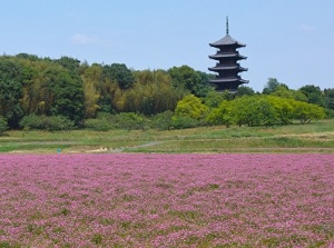 Bitchu-Kokubunji and Chinese milk vetch