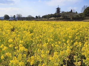 Bitchu-Kokubunji and rape blossoms