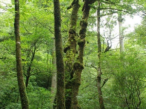 Yakusugi Land in Yakushima