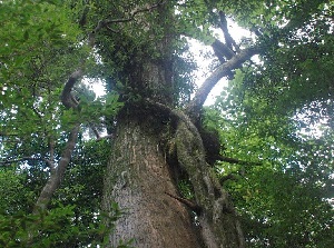 Old Yakusugi in Shiratani-Unsuikyo