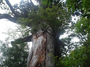 Yayoi-sugi in Shiratani-Unsuikyo