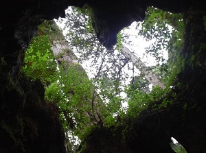 Heart-shaped window of Wilson-kabu