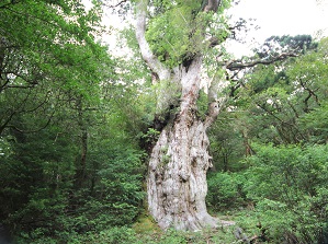 Jomon-sugi in Yakushima