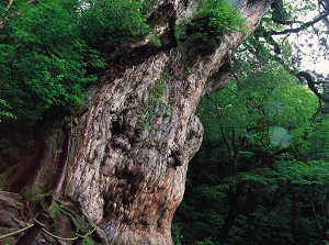 Trunk of Jomon-sugi in Yakushima