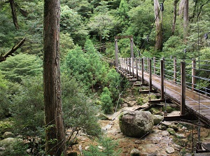 Yakusugi Land in Yakushima