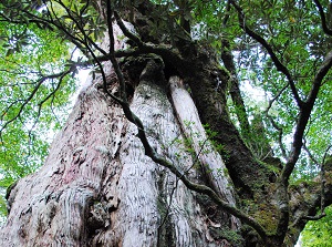 Kigen-sugi in Yakushima