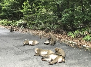 Monkeys on Seibu-Rindo in Yakushima